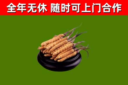 公主岭回收冬虫夏草